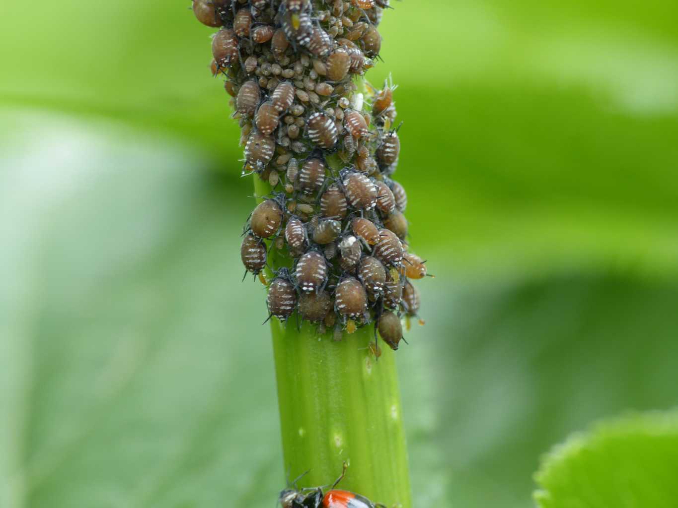 Aphis sambuci? con coccinelle